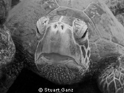 Green Sea Turtle. I converted this photograph to black & ... by Stuart Ganz 